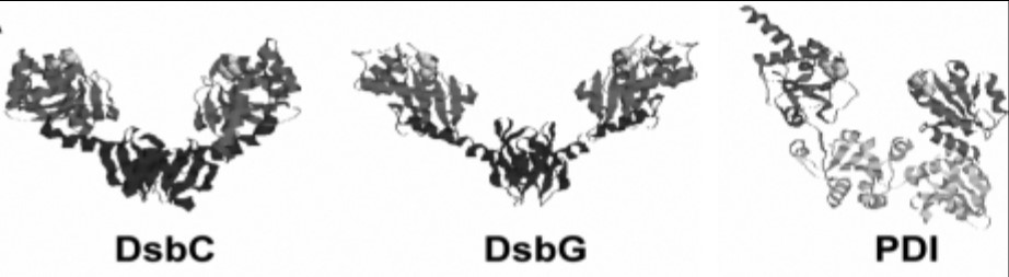 Structures of DsbC, DsbG, and PDI exhibit similar domain arrangement.jpg